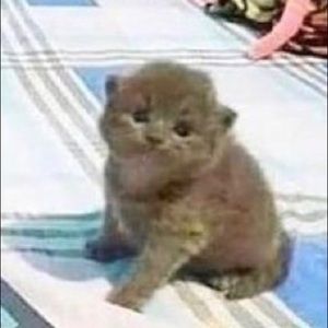 Meet your Posher, Kate